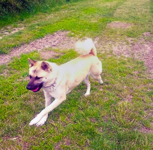 Action shot - a large breed thick coated tan dog iwth a black muzzle and a tail that curls up over its back running in the grass with a red ball in its mouth. The dog has dark eyes and a black nose.