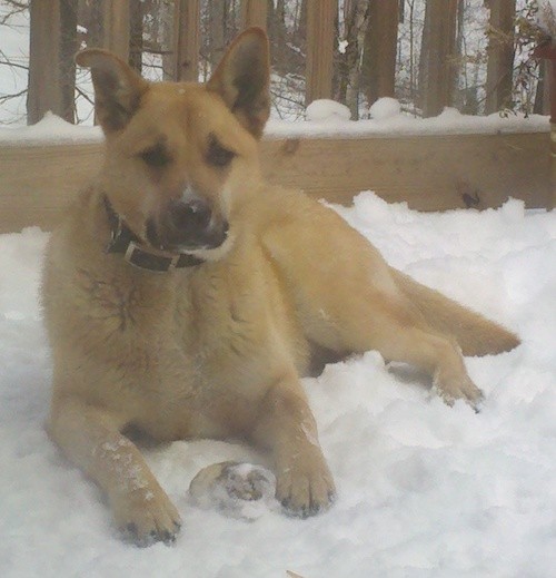 A thick coated tan dog with large perk ears, a long muzzle and a black nose wearing a black collar laying down in snow looking forward.