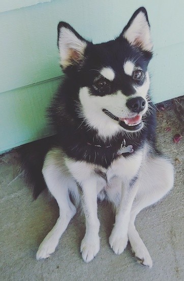 A small black and white wolf looking dog with perk ears and brown eyes and a black nose sitting down on concrete against a green house.