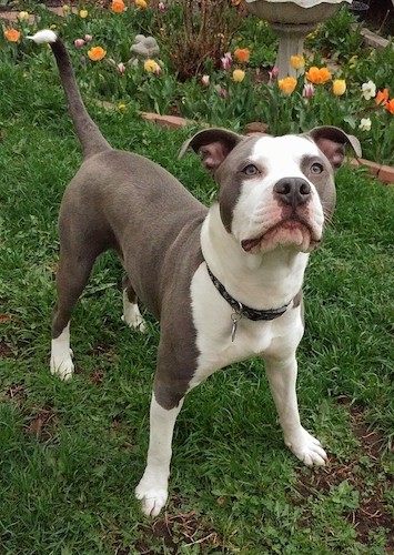 Front side view of a gray and white bully type dog with a large head, wide chest and a long tail outside in grass looking forward with flowers behind him.