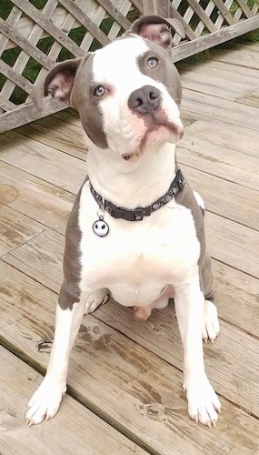 Front view of a blue and white dog with a blue nose with a wide chest and a large head with rose ears that fold over to the front sitting outside on a wooden deck.
