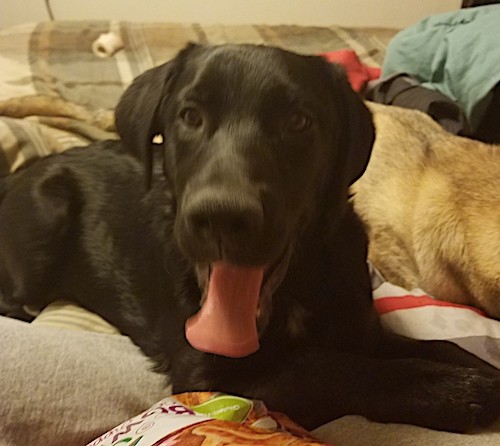 A black soft looking short haired dog with long ears that hang down to the sides, dark eyes and a long pink tongue hanging out laying down on a person's bed.