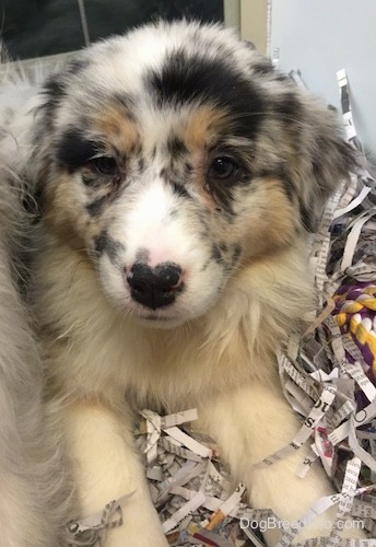 A small white puppy with black, brown, tan and gray spots on it with thick soft looking fur, a black nose with pink on it laying down in newspaper shavings.