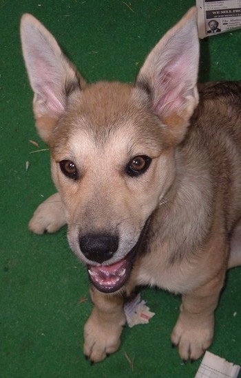 View from the top looking down at a small puppy with very large perk ears, brown eyes with black rims, a black nose, black lips and a soft coat sitting down on a green carpet with chewed up newspaper surrounding her.