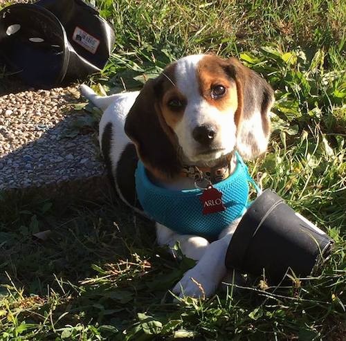 A small white, tan and black hound dog puppy with long soft drop ears, round brown eyes wearing a teal blue vest laying down outside in grass and stone next to black flower pots.