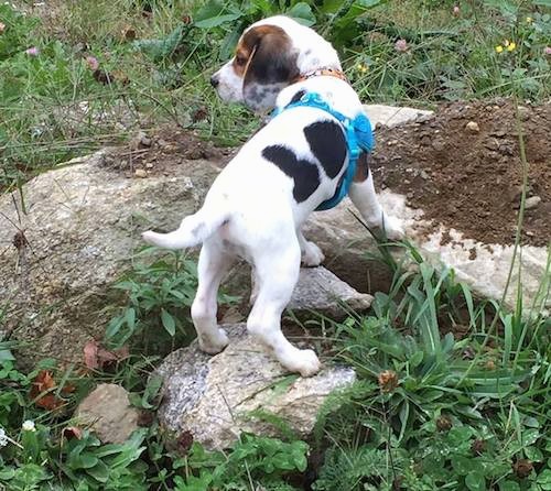 Back view of a white, black and tan tricolor hound looking puppy with long soft drop ears that hang down to the sides, a black nose, dark eyes and a long white tail standing up on rocks outside in grass. The pup is wearing a teal blue bandanna.
