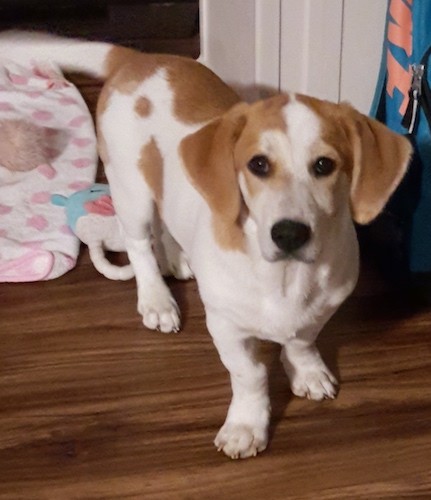 A low to the ground, short-legged white with tan dog with long soft drop ears and big black round eyes and a big black nose standing on a hardwood floor wagging its long thick tail.