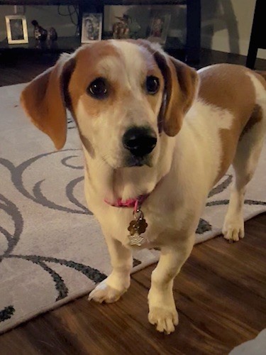 A low to the ground dog with short stumpy legs standing halfway on a hardwood floor and part way on a white and black throw rug. The dog has a long snout, a big black nose, wide dark eyes and long ears that hang down to the sides. It's wearing a hot pink collar and has extra skin hanging over it.