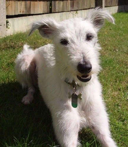 A white soft but scruffy-looking dog with ears that stand out to the sides, dark eyes, a black nose and black lips laying down in grass with a wooden privacy fence behind her.