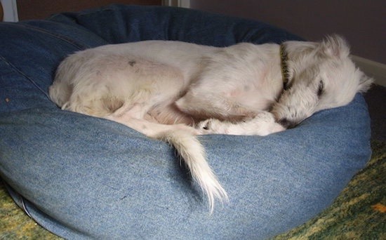 A white dog with longer fringe hair on her tail, ears and face sleeping in a blue fluffy dog bed.