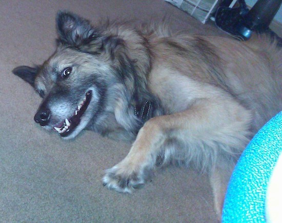 Front side view of a thick long coated tan with black and gray dog laying sideways on a tan rug looking happy. The dog has a black nose and dark eyes with a darker muzzle and a tan body.
