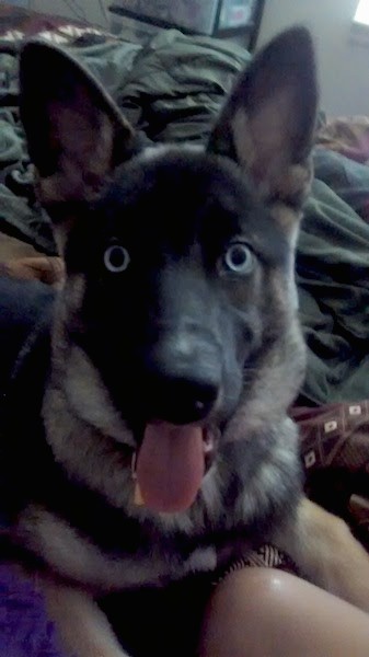 Front view - A black and tan shepherd looking dog with blue eyes and large perk ears and a black nose laying down on a person's bed wiht its pink tongue showing.