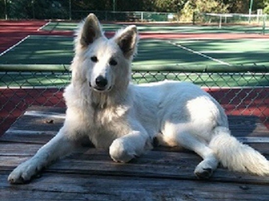 A large white shepherd dog laying down on a picnic table in front of a tennis court