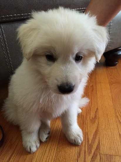 A fluffy little white, thick coated puppy with a black nose sitting down on a hardwood floor inside of a house