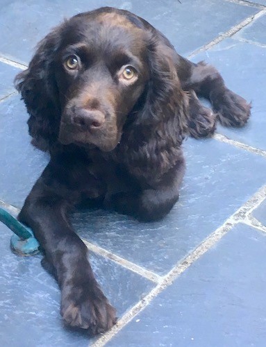 A medium sized brown dog with copper brown eyes and long soft wavy ears and a brown nose laying down on gray tiles.