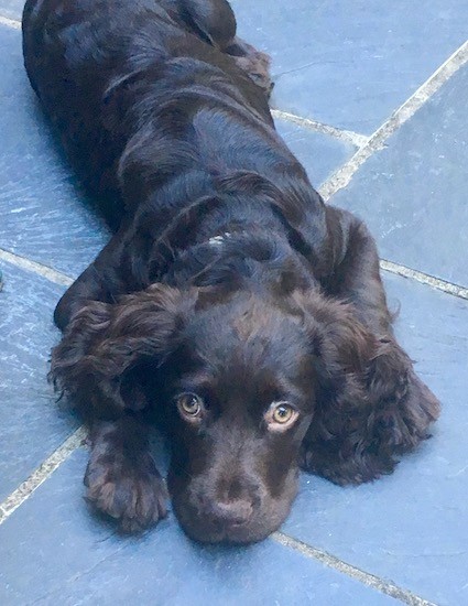 View from the top looking down at a dark brown dog with wavy soft fur with his long drop ears spread out on each side of his head laying down on gray tiles looking up.