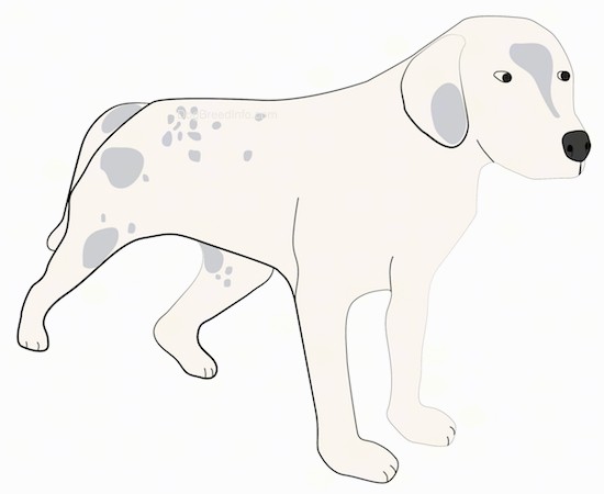 A drawing of a tan with gray hound looking dog with long ears that hang down to the sides, a black nose, a long tail that is being held low and almond shaped eyes.