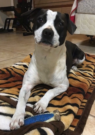 Front view of a well muscled black and white dog with a black nose and black ears that hang down to the sides laying down on a tiger striped blanket on a tan tiled floor in a bedroom.