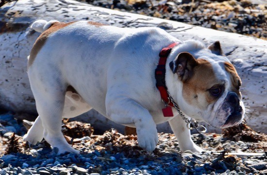 Side view of a thick white with tan dog wiht a pushed back face, a black nose and black eyes with small ears that go up and fold over at the sides and a wrinkly face walking along a pipe at the beach