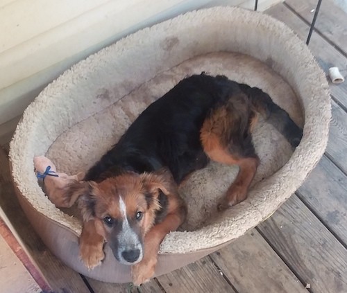 View from above looking down at a black, brown and white dog who is laying in an oval dog bed outside on a wooden deck next to a house.