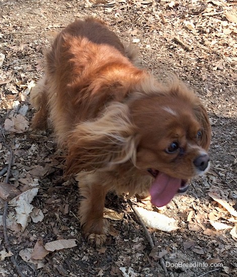 Front side view from the top looking down at a red with tan dog with ears that hang down to the sides with a lot of fur on them, wide brown eyes, a black nose and a tongue that is hanging out to the side running across dirt.