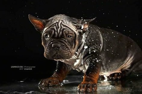 A small, but thick, wide gray puppy with a lot of wrinkles and extra skin shaking water off his body with ears that stand out to the sides and very large paws.