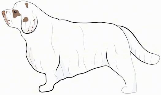 Side view drawing of a long, low to the ground, short legged white dog with tan spots on its face and a long coat and long tail.