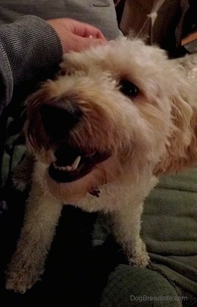 A thick wavy coated, dark eyed dog with a big black nose and its white teeth showing as is mouth is parted smiling with a person petting him on the head.