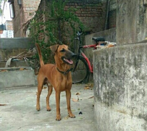Front side view - A brown dog with a long black muzzle and a black nose with small v-shaped fold over ears and a long tail that is being held up in the air standing on concrete next to a concrete wall. There is a bicycle behind it.