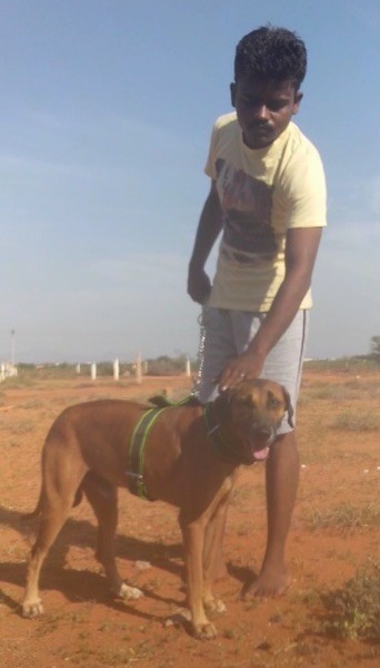 A man in a yellow shirt and gray shorts standing outside with a taall brown dog with darker drop ears and a black nose and a black muzzle with a long tail wearing a green harness standing in front of him.