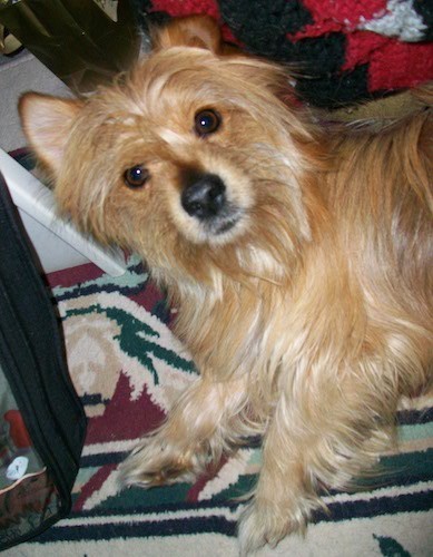 A small dog with a long coat, a black nose and dark brown round eyes laying down on a colorful rug.