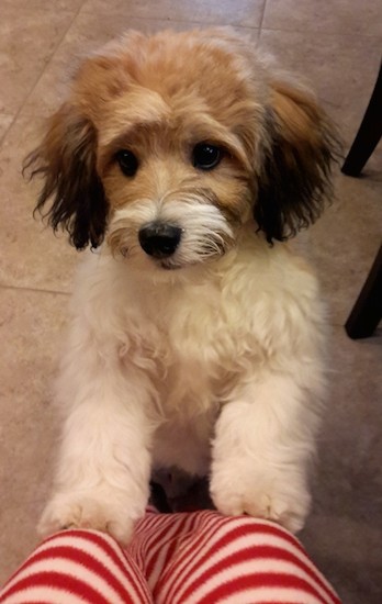 A small, fluffy tan, white and black dog with wide black eyes and a black nose jumped up with his front paws on the legs of a person who is wearing red and white striped pants.