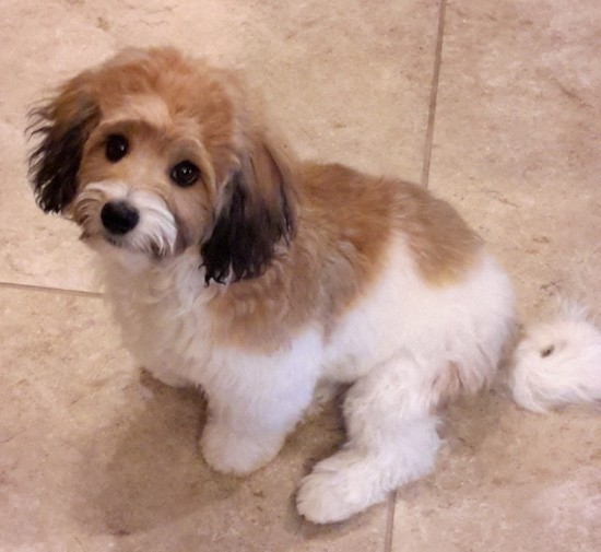 A small, thick-coated,soft looking tan, white and black dog with long ears that hang down to the sides with a black nose and dark round eyes sitting down on a tan tiled floor looking up at the camera.