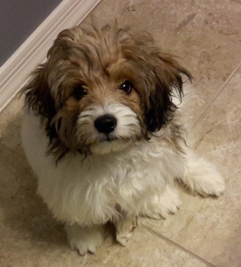 A small long haired thick coated tan, white and black dog with a black nose and dark eyes sitting down on a tan tiled floor next to a gray wall with white trim.