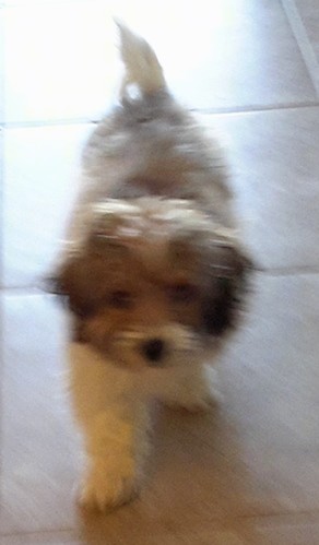 A thick coated small tan, black and white dog walking on a tan tiled floor.