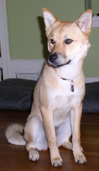 Front view of a tan with white coydog sitting down on a hardwood floor looking to the left. She has black on the tip of her muzzle.
