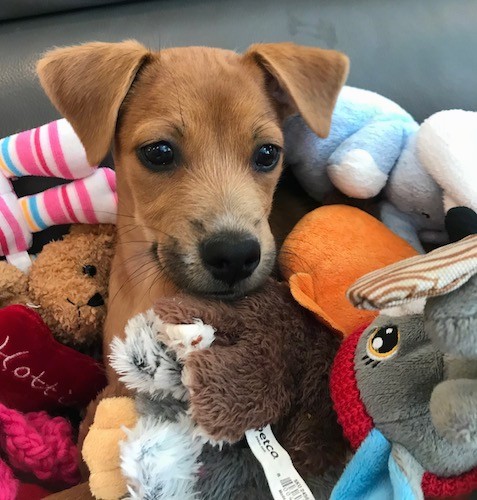 A small brown dog with v-shaped ears that fold over to the front, a black nose and dark eyes with her head sticking out of a pile of stuffed plush animals.