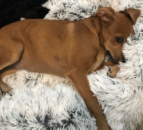 A small brown dog with ears that fold over to the sides, dark eyes and long legs laying on a furry white and gray blanket.