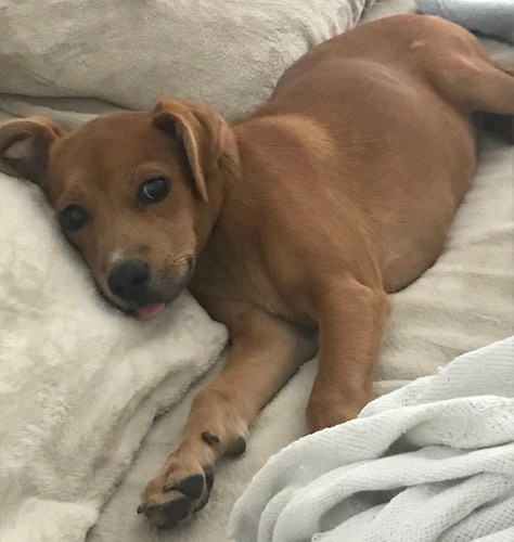 A small soft shorthaired brown dog with dark eyes and a black nose laying down with her pink tongue showing.
