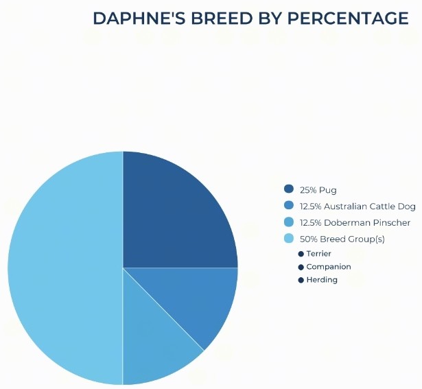 A DNA test pie chart showing a dogs test results as 25% Pug, 12.5% Australian Cattle Dog, 12.5% Doberman Pinscher and 50% a mix of various terrier, companion and herding dogs 
