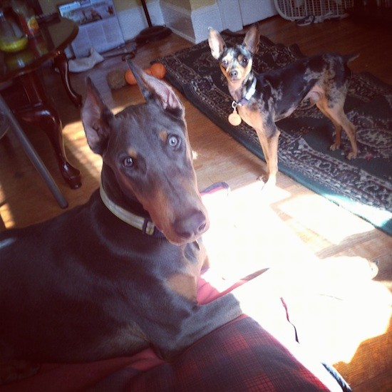 A large breed shorthaired dog with large perk ears that were cut to a point and trained to stand up and a long muzzle and liver colored nose laying down on a dog bed in a living room with a small black, gray and tan colorful toy breed with larger perk ears standing behind him.