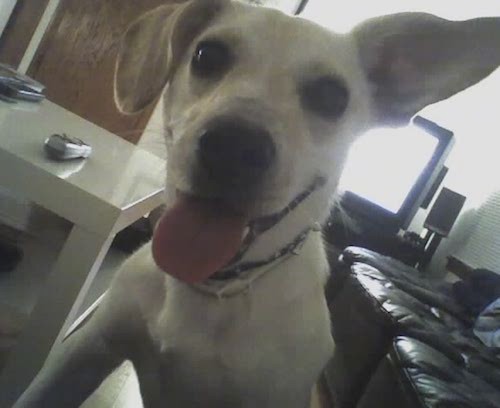 Front view head and upper body shot of a smiling tan dog with one large perk ear and one ear folded over to the front with a black nose, wide round dark eyes and pink tongue hanging out jumped up looking at the person taking the picture.