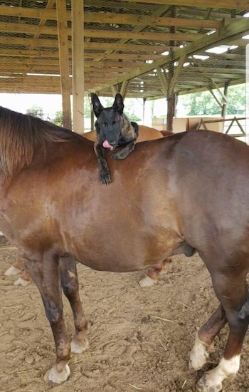 A black and brown shepherd dog with large perk ears laying over the back of a brown horse inside of a barn.