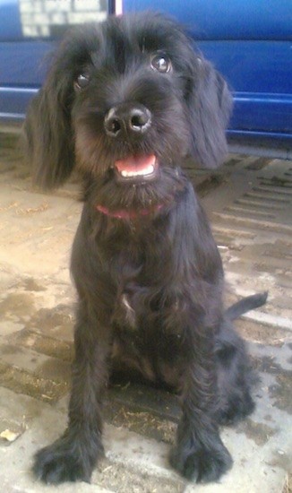 A furry, soft looking black dog with medium length hair with ears that hang down to the sides, a big black nose and wide round brown eyes sitting on concrete in front of a blue car.