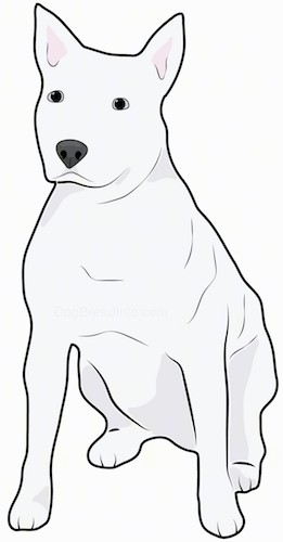 Front side view drawing of a muscular white dog with a wide chest, perk ears, a big black nose and dark eyes sitting down.