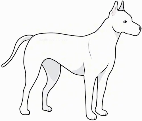 Side view drawing of a white dog with perk ears and a long tail standing faceing the right.