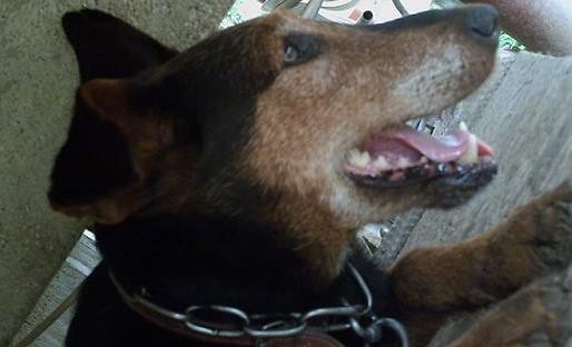 Side view of a tan with black dog that has some graying on the long muzzle, a black nose and slanty brown eyes with one ear up and one ear folded over at the tip wearing a chain collar with his mouth open and tongue showing