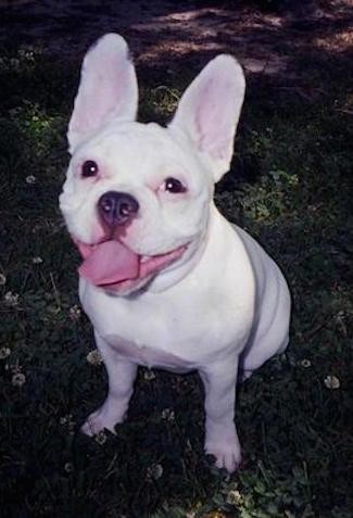 A thick, muscular pure white dog with large bat perk ears, a black nose, a large head with extra skin and wrinkles and dark droopy eyes sitting down in grass with her pink tongue showing.