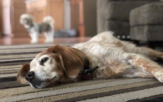 A tan and white dog wih spots and a soft wavy coat laying down inside a house on top of a striped rug with a smaller dog in the background