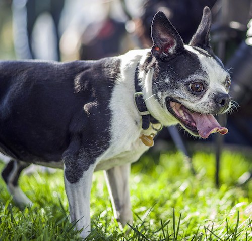 Side view - A black and white round headed, pushed back face dog with large dark round brown eyes and large perk ears that stand up in the air wearing a black collar with a gold ID tag.